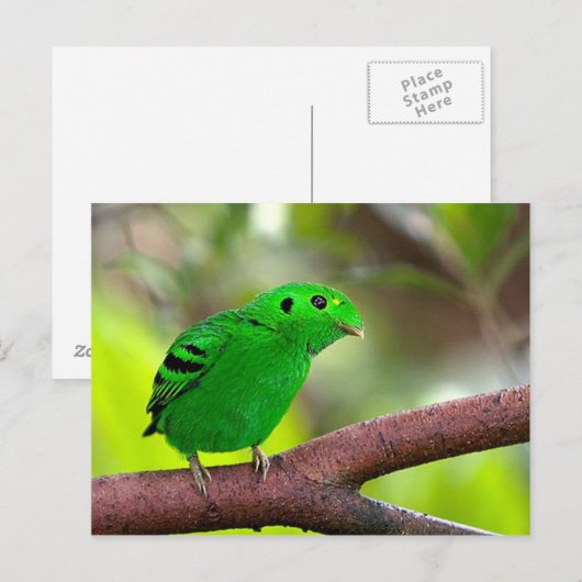 Carte Postale Oiseaux colorés (Devant / Derrière)