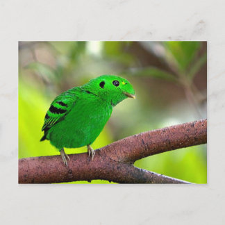 Carte Postale Oiseaux colorés