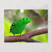 Carte Postale Oiseaux colorés (Devant)
