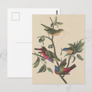 Carte Postale Oiseaux colorés de Audubon vintage, Peinture de Br