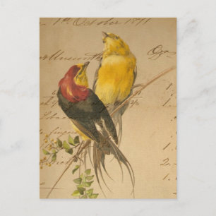 Carte Postale Oiseaux colorés vintage sur papier registre vintag