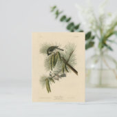 Carte Postale Oiseaux d'Amérique à pois (touffus) (Debout devant)