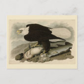 Carte Postale Oiseaux d'Amérique à tête blanche (aigle à tête bl (Devant)