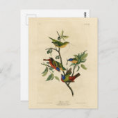 Carte Postale Oiseaux d'Amérique d'Audubon (Devant / Derrière)