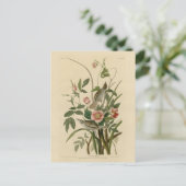 Carte Postale Oiseaux d'Amérique d'Audubon (Debout devant)