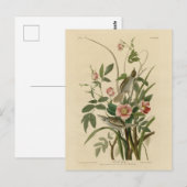 Carte Postale Oiseaux d'Amérique d'Audubon (Devant / Derrière)