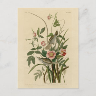 Carte Postale Oiseaux d'Amérique d'Audubon