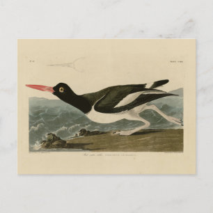 Carte Postale Oiseaux d'Amérique d'Audubon