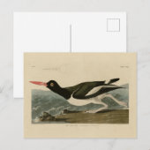Carte Postale Oiseaux d'Amérique d'Audubon (Devant / Derrière)