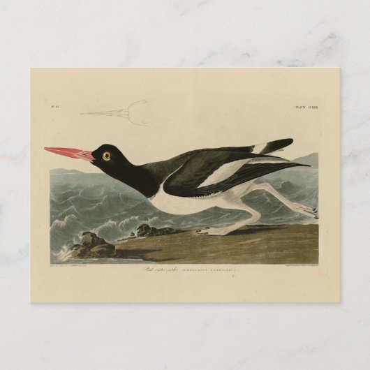 Carte Postale Oiseaux d'Amérique d'Audubon (Devant)