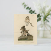 Carte Postale Oiseaux d'Amérique d'Audubon (Debout devant)