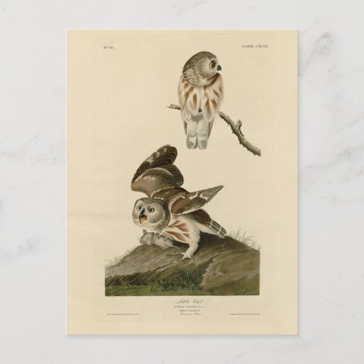 Carte Postale Oiseaux d'Amérique d'Audubon (Devant)