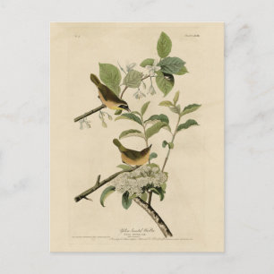 Carte Postale Oiseaux d'Amérique de la Paruline à poitrine jaune