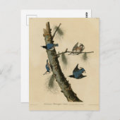 Carte Postale Oiseaux d'Amérique de Nuthatch Audubon au coeur bl (Devant / Derrière)