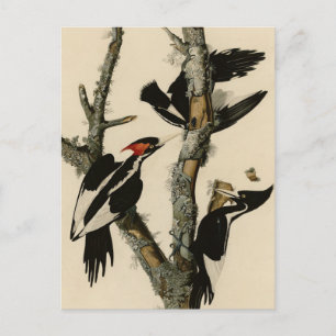 Carte Postale Oiseaux d'Amérique du pic à l'ivoire