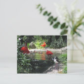 Carte postale Oiseaux dans l'eau (Debout devant)