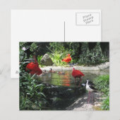 Carte postale Oiseaux dans l'eau (Devant / Derrière)