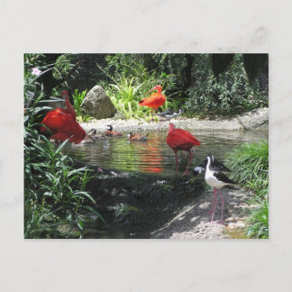 Carte postale Oiseaux dans l'eau