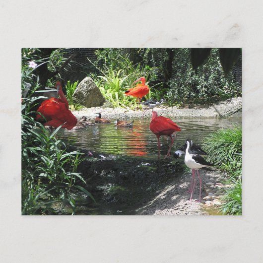 Carte postale Oiseaux dans l'eau (Devant)