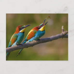 Carte Postale Oiseaux d'apiculture en Ariège France