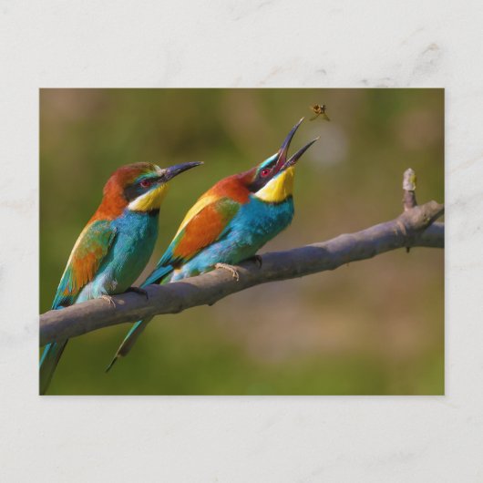Carte Postale Oiseaux d'apiculture en Ariège France (Devant)