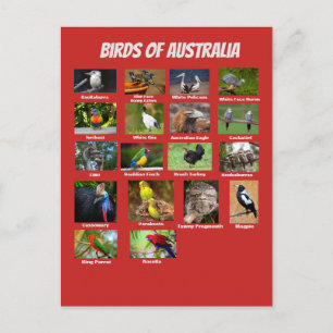 Carte Postale Oiseaux d'Australie