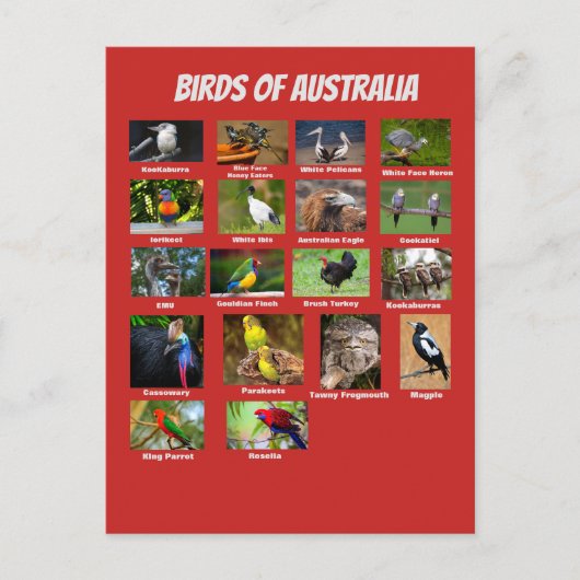 Carte Postale Oiseaux d'Australie (Devant)