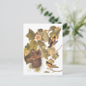 Carte Postale Oiseaux de Baltimore Oriole d'Audubon dans l'arbre (Debout devant)