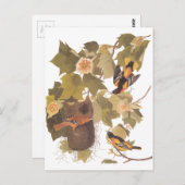 Carte Postale Oiseaux de Baltimore Oriole d'Audubon dans l'arbre (Devant / Derrière)