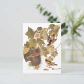 Carte Postale Oiseaux de Baltimore Oriole d'Audubon dans l'arbre (Debout devant)