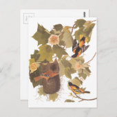 Carte Postale Oiseaux de Baltimore Oriole d'Audubon dans l'arbre (Devant / Derrière)