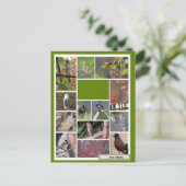 Carte Postale Oiseaux de Boston (Debout devant)