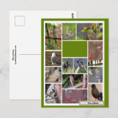 Carte Postale Oiseaux de Boston (Devant / Derrière)