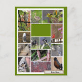 Carte Postale Oiseaux de Boston (Devant)