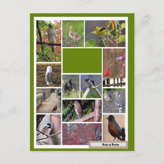 Carte Postale Oiseaux de Boston (Devant)