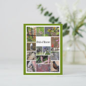 Carte Postale Oiseaux de Boston Photo Collage (Debout devant)