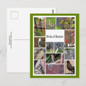 Carte Postale Oiseaux de Boston Photo Collage (Devant / Derrière)