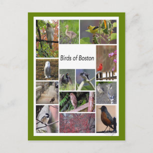 Carte Postale Oiseaux de Boston Photo Collage