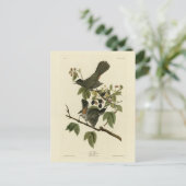 Carte Postale Oiseaux de chats (Colibri gris) Oiseaux d'Amérique (Debout devant)