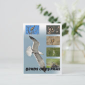 Carte postale Oiseaux de Chypre (Debout devant)