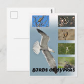 Carte postale Oiseaux de Chypre (Devant / Derrière)