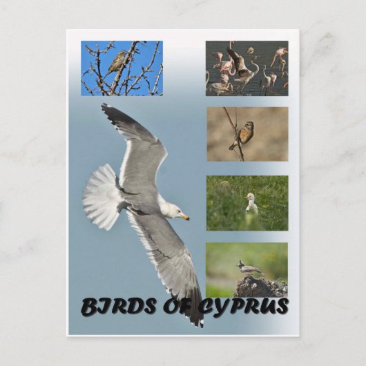 Carte postale Oiseaux de Chypre (Devant)