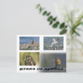 Carte postale Oiseaux de Chypre (Debout devant)