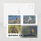 Carte postale Oiseaux de Chypre (Devant / Derrière)