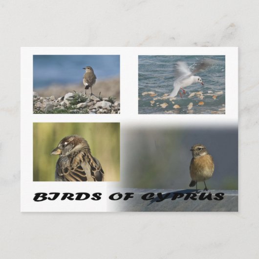 Carte postale Oiseaux de Chypre (Devant)