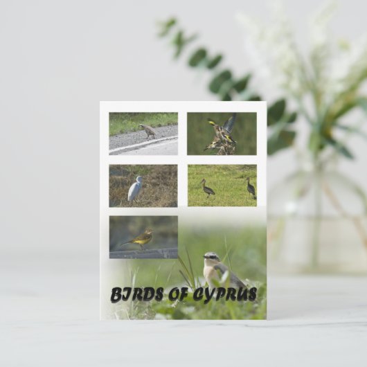 Carte postale Oiseaux de Chypre (Debout devant)