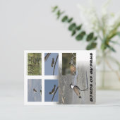 Carte postale Oiseaux de Chypre (Debout devant)