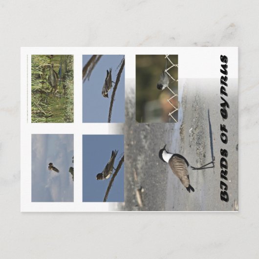 Carte postale Oiseaux de Chypre (Devant)