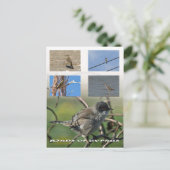 Carte postale Oiseaux de Chypre (Debout devant)