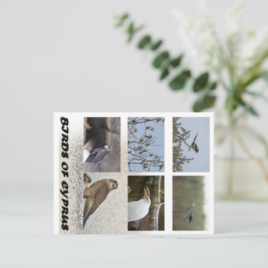 Carte postale Oiseaux de Chypre (Debout devant)